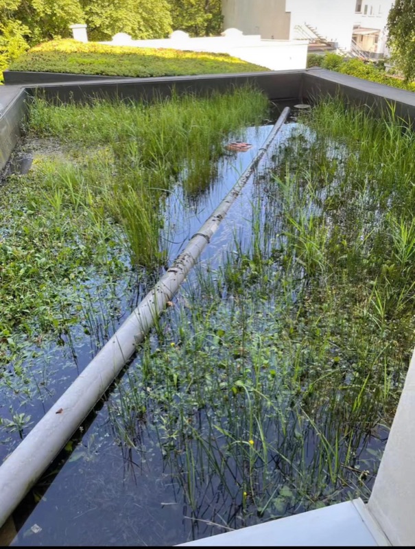 Vorher: Wasserstau auf einem begrünten Flachdach durch einen verstopften Dachablauf